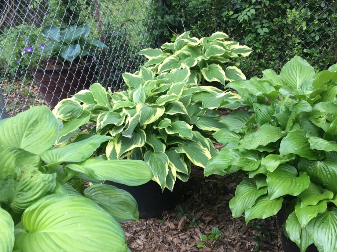 hostas