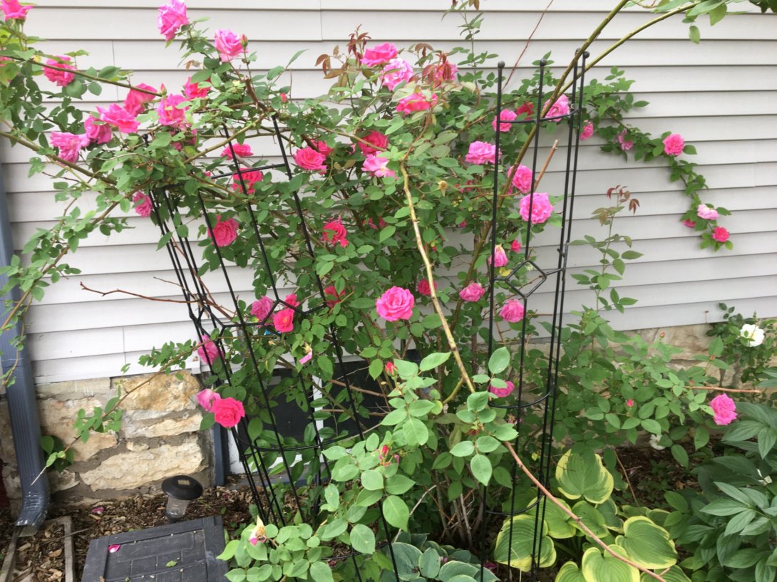 rose bush